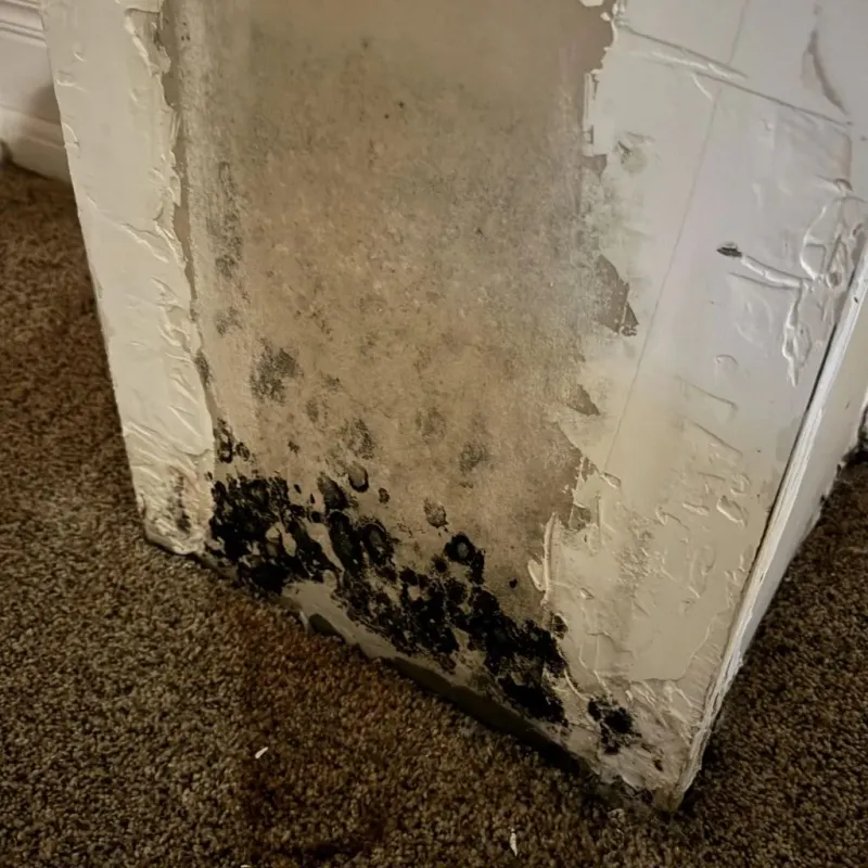 Professional Mold Removal in Pablo, MT